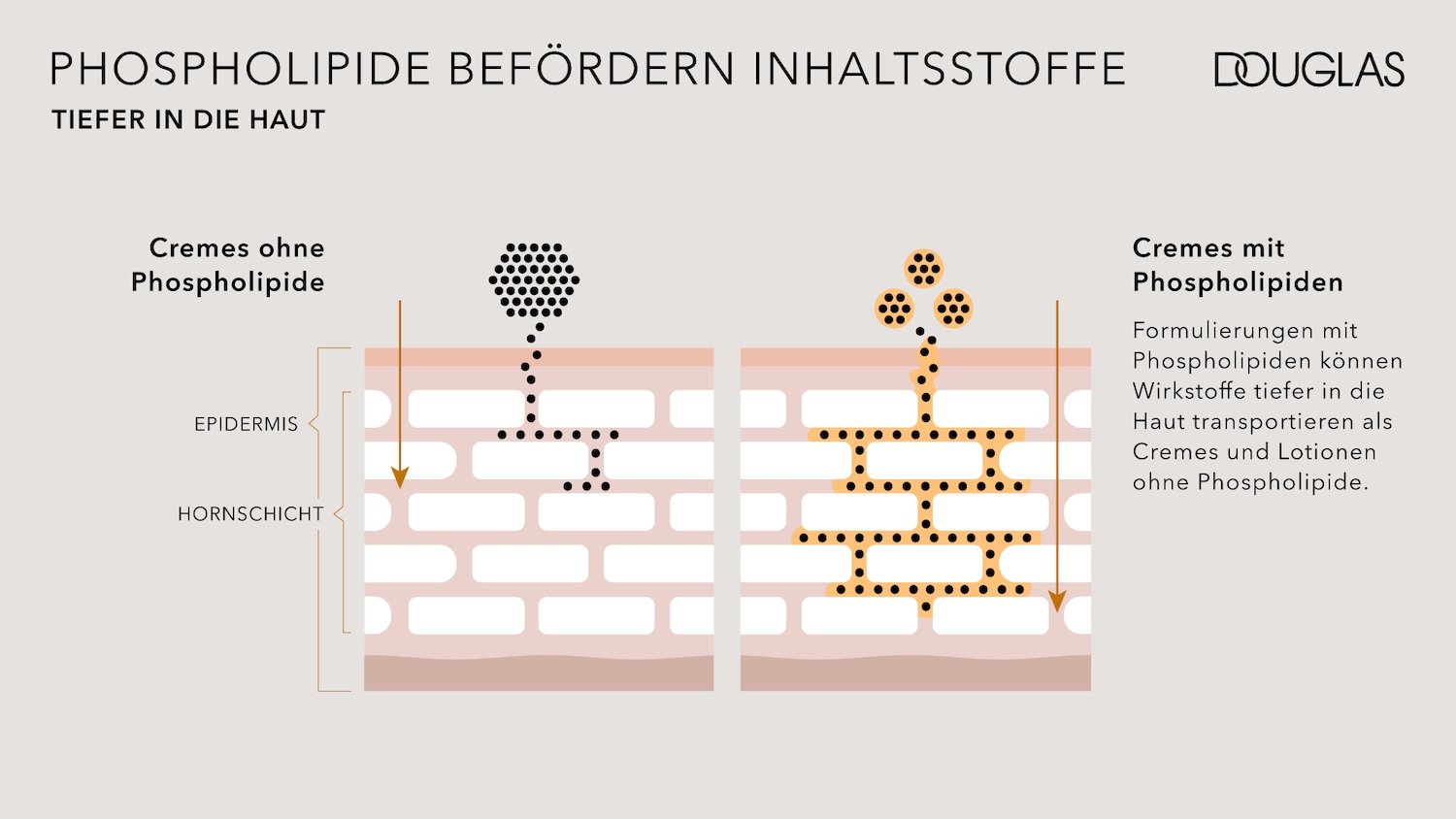 Die Grafik von Douglas zeigt, wie Phospholipide Inhaltsstoffe tiefer in die Haut befördern, indem sie in Cremes und Lotionen verwendet werden.