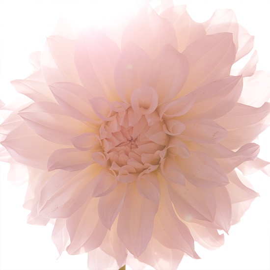 Delikatny kwiat dalii w odcieniach bieli i różu, z promieniami światła podkreślającymi jego subtelność.