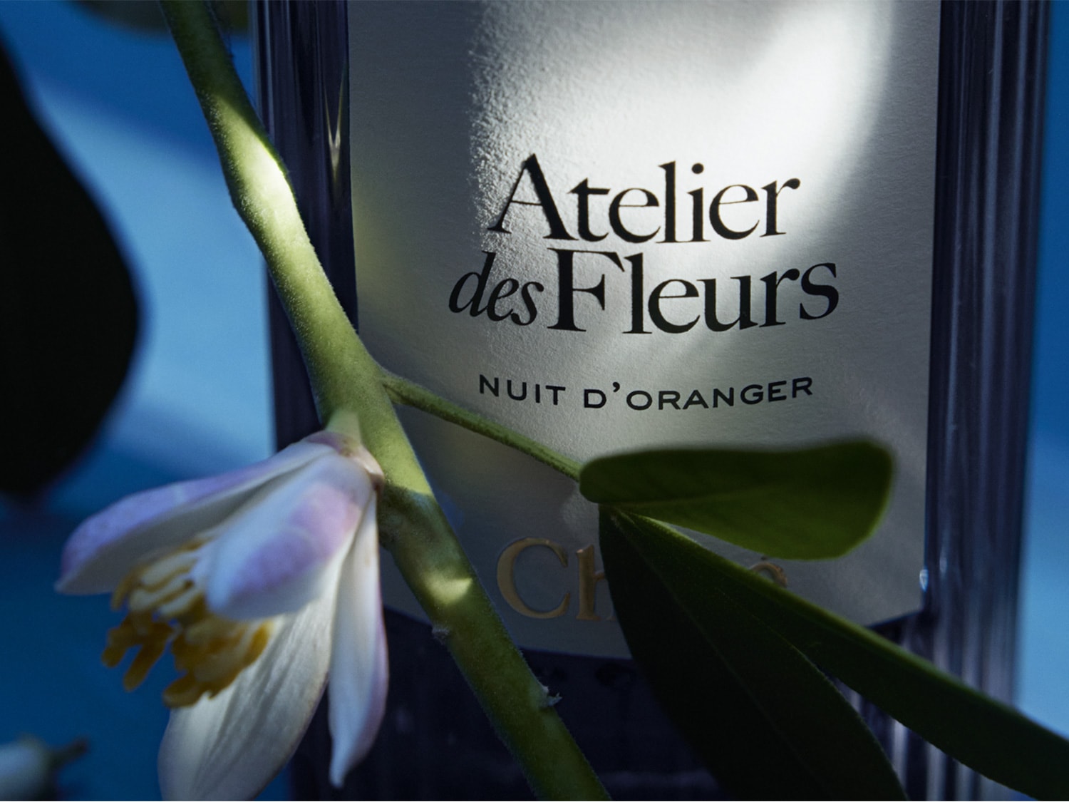 Butelka perfum Atelier des Fleurs Nuit D'Oranger marki Chloé, ozdobiona gałązką z białym kwiatem, na tle błękitu.