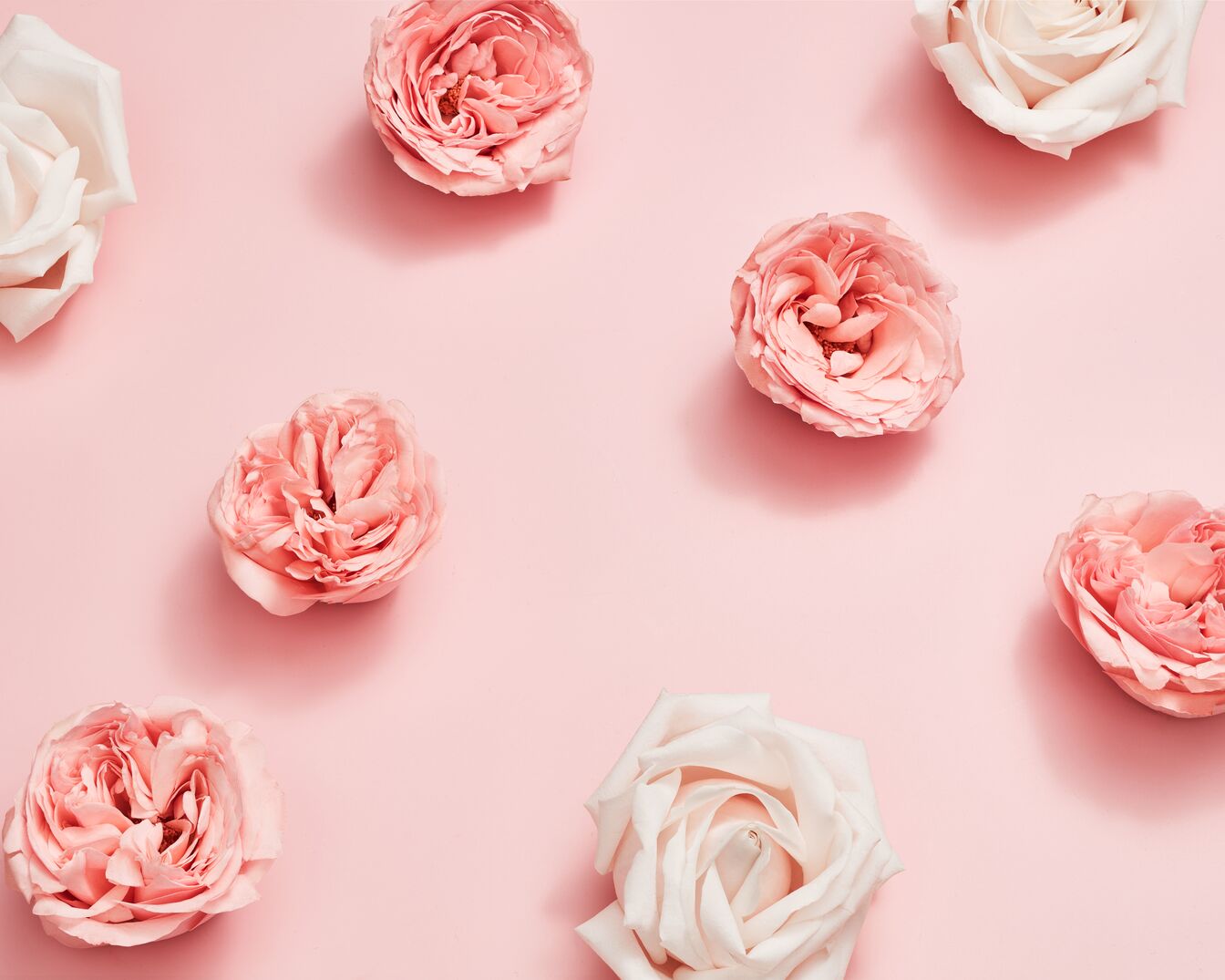 Disposición de rosas rosadas y blancas sobre un fondo rosa pálido, creando una estética suave y romántica.