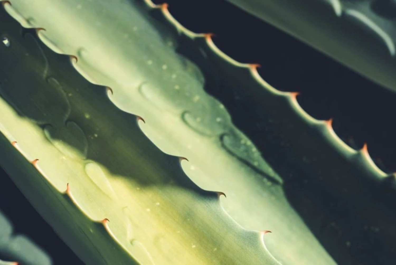 Primer plano de hojas de aloe vera de color verde claro con bordes dentados y puntas anaranjadas, mostrando suculentas texturas y patrones.