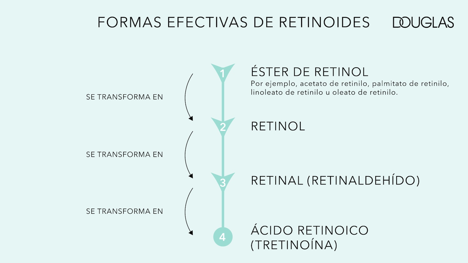 Diagrama de Douglas que muestra las formas efectivas de los retinoides, incluyendo éster de retinol, retinol, retinal y ácido retinoico.