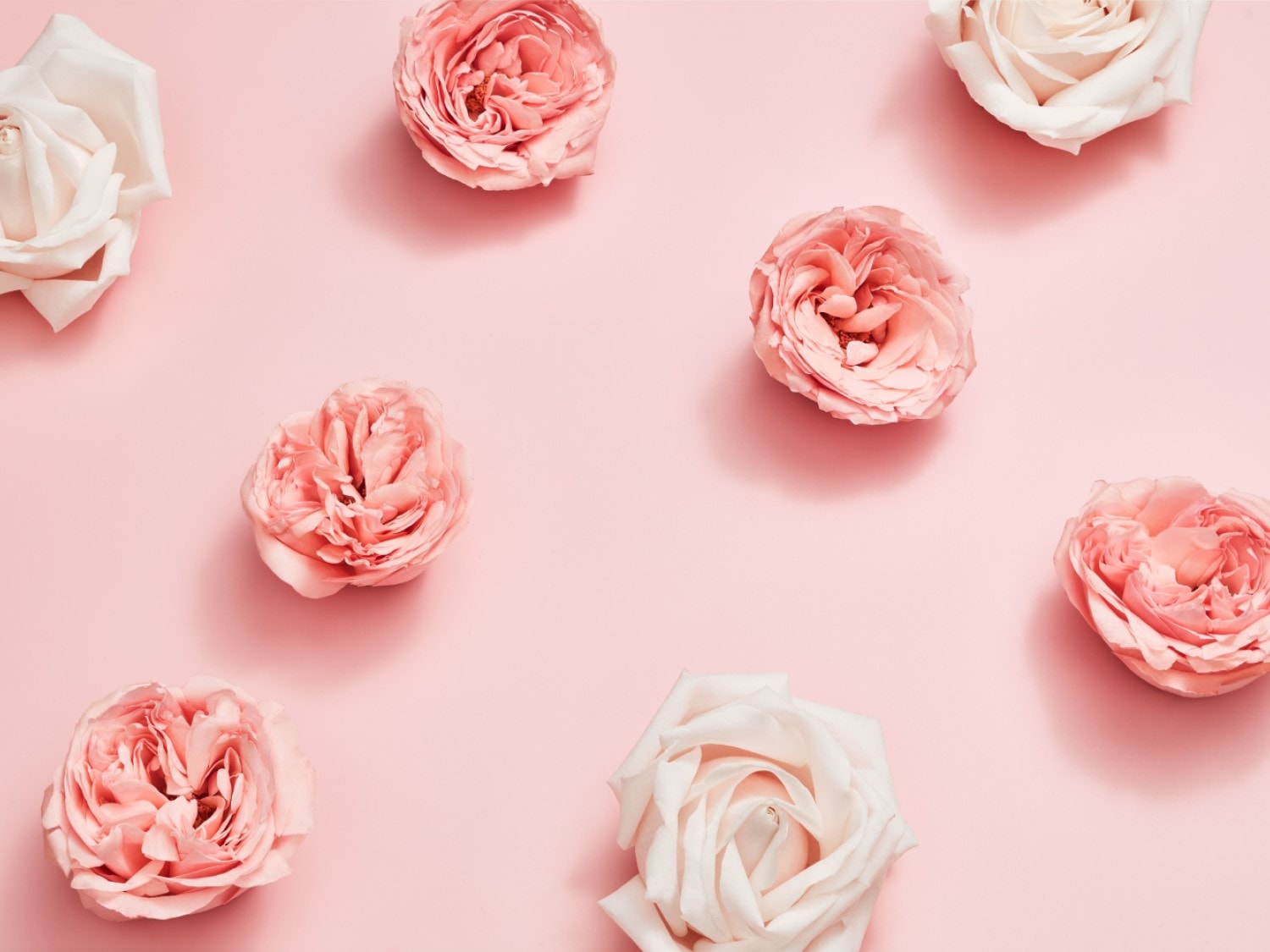 Rozen in zachte tinten van roze en wit liggen verspreid op een effen roze achtergrond, wat een delicate en romantische sfeer creëert.