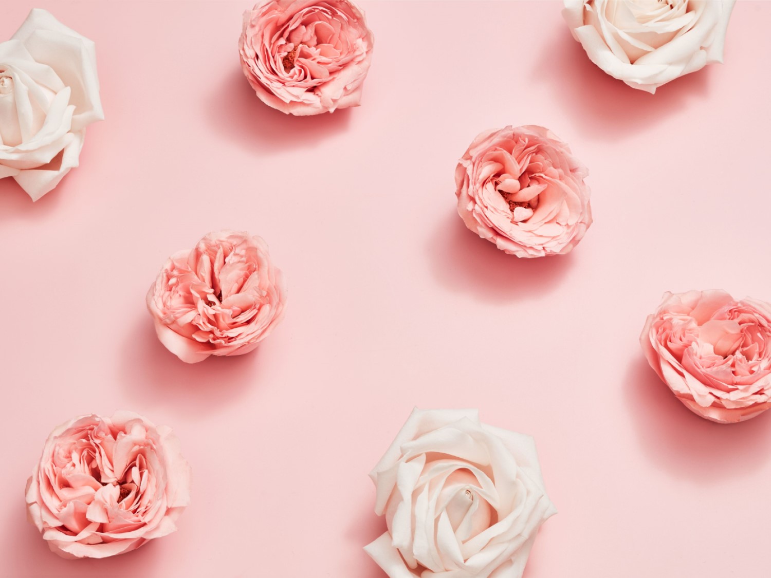 Een zachte roze achtergrond met verspreide rozen in tinten van zachtroze tot crèmewit, creëert een delicate en romantische sfeer.