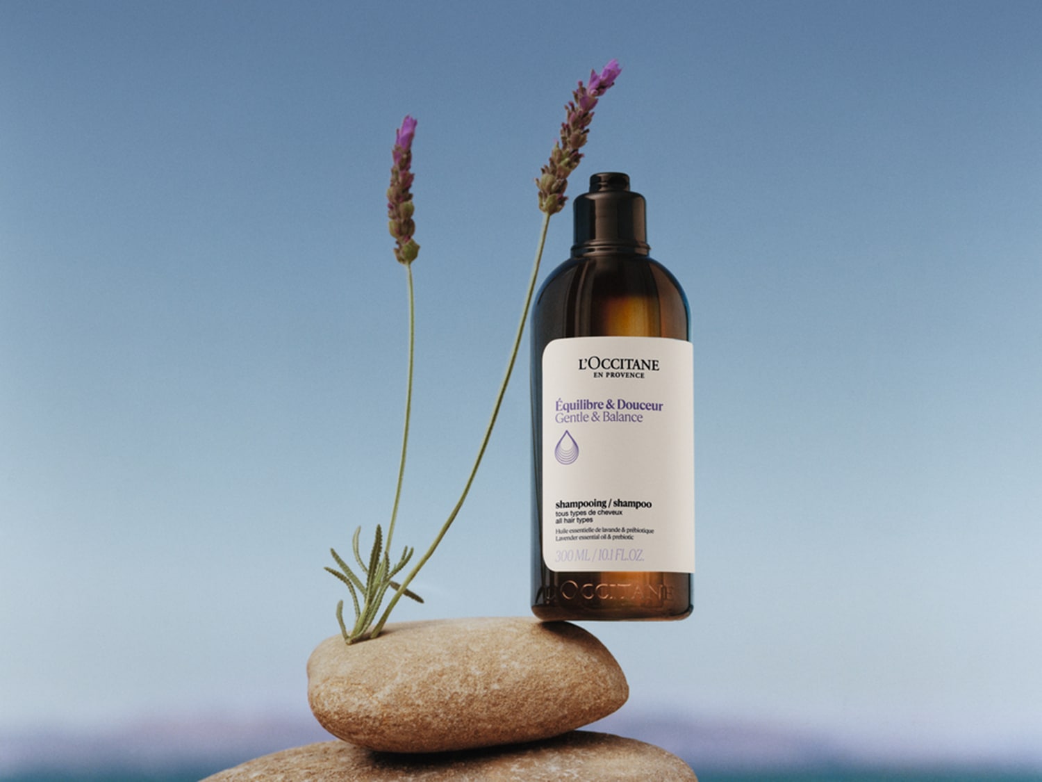 Butelka brązowego szamponu L'Occitane Équilibre & Douceur Gentle & Balance z etykietą w kolorze złamanej bieli, na której widnieje fioletowa kropla, stoi na kamieniach z lawendą w tle.