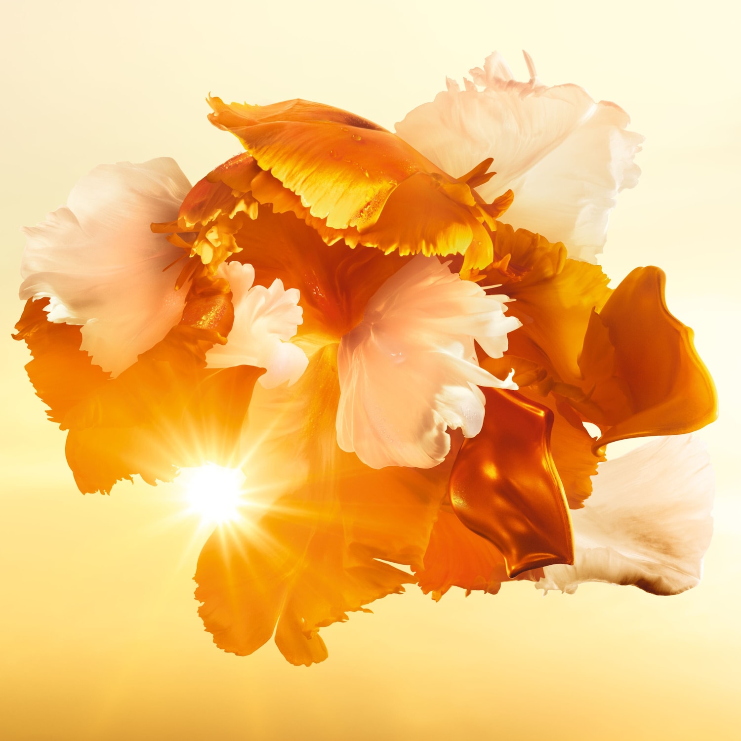 Gros plan sur des pétales de fleurs orange et blanches illuminés par un éclat de soleil, évoquant la chaleur et la luminosité.
