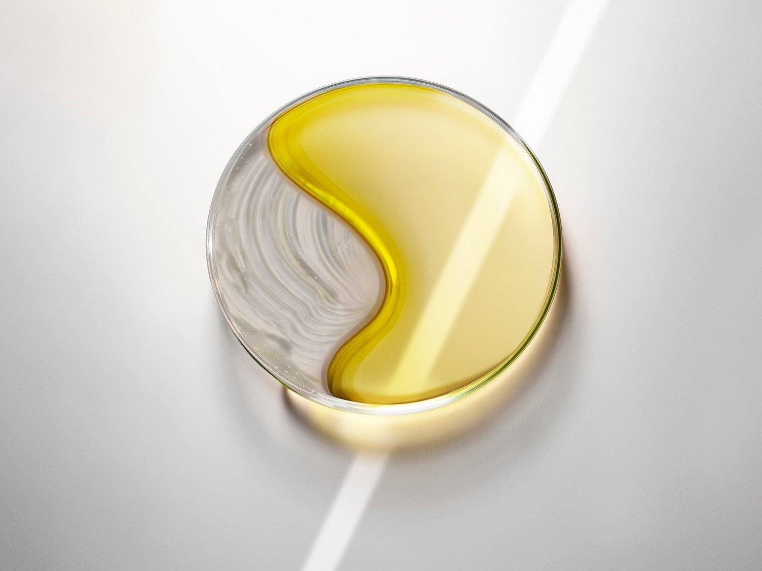 Na okrągłej szalce Petriego znajduje się mieszanka żółtego płynu i białego kremu, tworząc intrygujący kontrast.