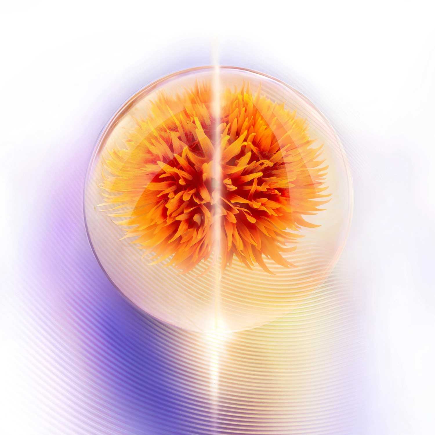 Ein leuchtendes, orangefarbenes florales Element ist in einer transparenten Kugel eingeschlossen, die auf einem Hintergrund aus sanften, konzentrischen Farbverläufen ruht.