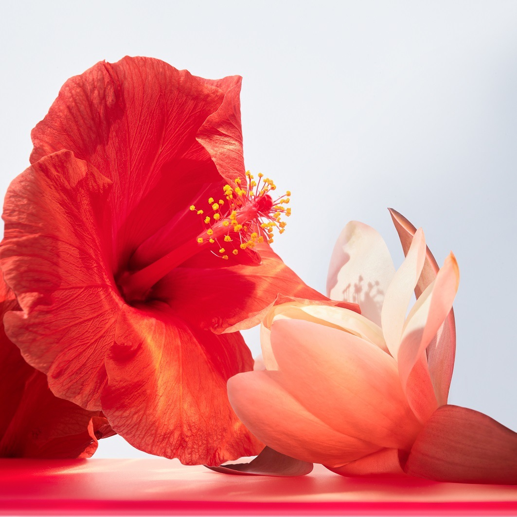Nahaufnahme einer roten Hibiskusblüte mit gelben Staubgefäßen neben einer blassrosa Lotusblüte, die auf einer glänzend roten Oberfläche liegen.