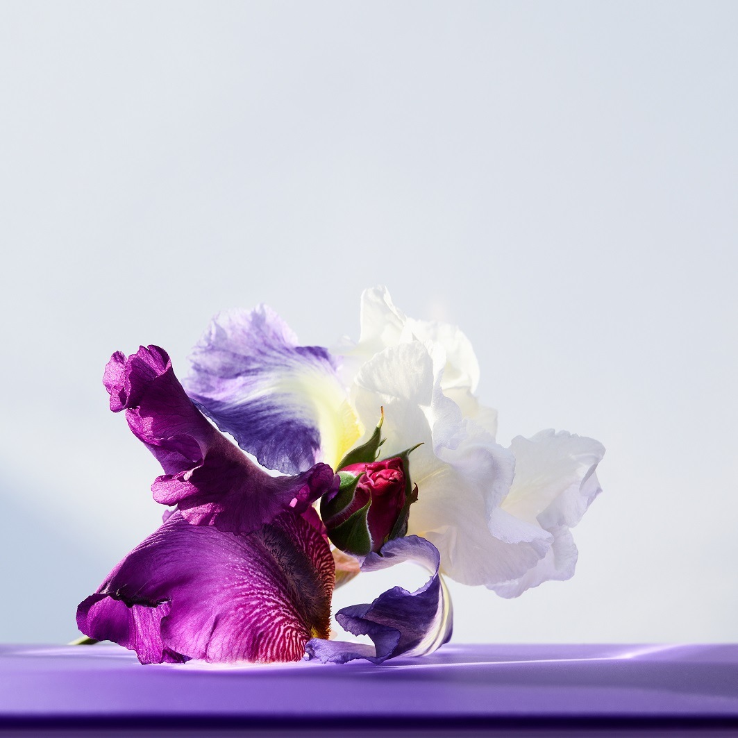 Nahaufnahme von lila und weißen Blütenblättern, die auf einer violetten Oberfläche liegen und ein elegantes und natürliches Ambiente schaffen.