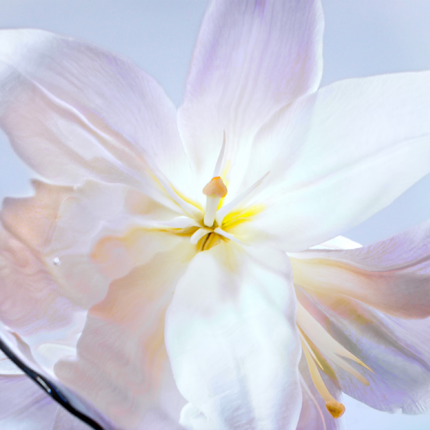 Primer plano de una flor blanca con toques de amarillo en el centro, mostrando delicados pétalos y estambres.