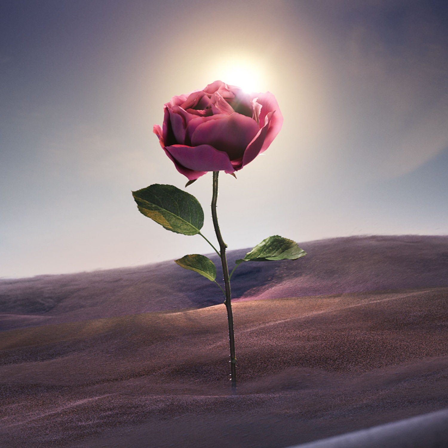 Eine einzelne rosa Rose mit grünen Blättern steht inmitten einer sandigen Landschaft unter einem hellen, sonnigen Himmel.