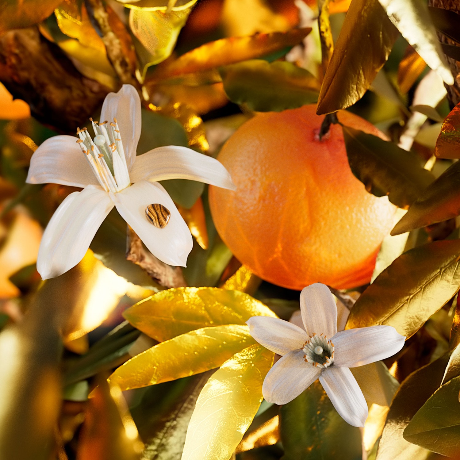 Nahaufnahme eines Orangenbaums mit weißen Blüten und reifen Früchten inmitten goldener Blätter.