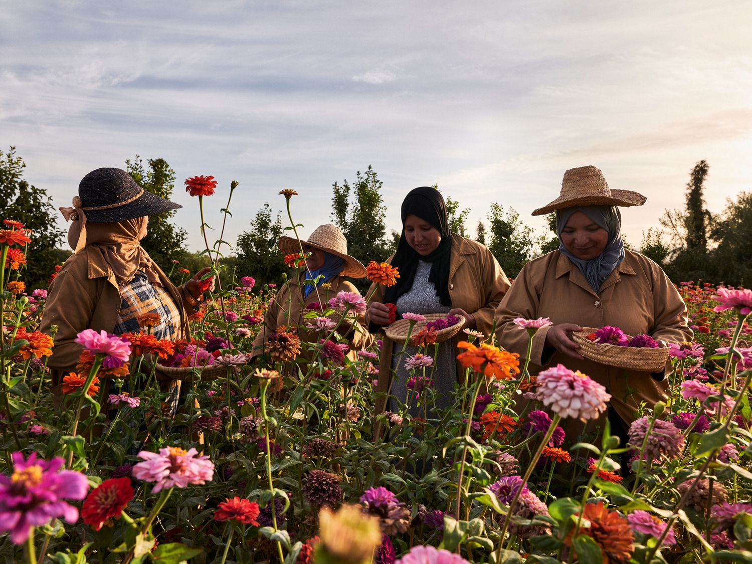 In einem Feld voller Zinnien ernten vier Frauen in traditioneller Kleidung und Hüten Blumen in Körbe, während die Sonne sanft auf sie scheint.