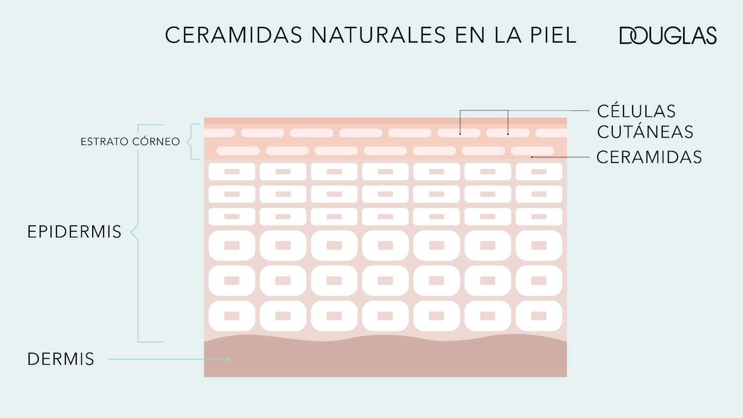 Diagrama de la piel que muestra las capas de la epidermis, dermis y estrato córneo, destacando la presencia de ceramidas naturales y células cutáneas.