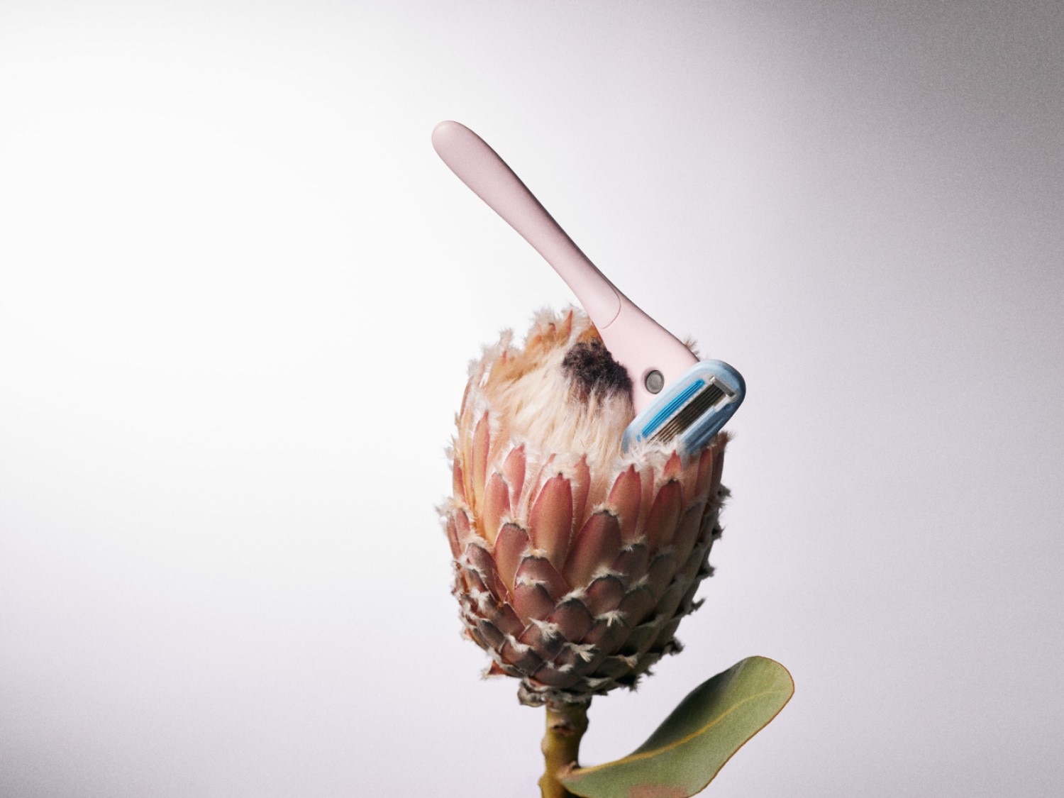 Roze scheermesje met blauwe accenten rustend in een exotische bloem, een combinatie van schoonheid en verzorging.