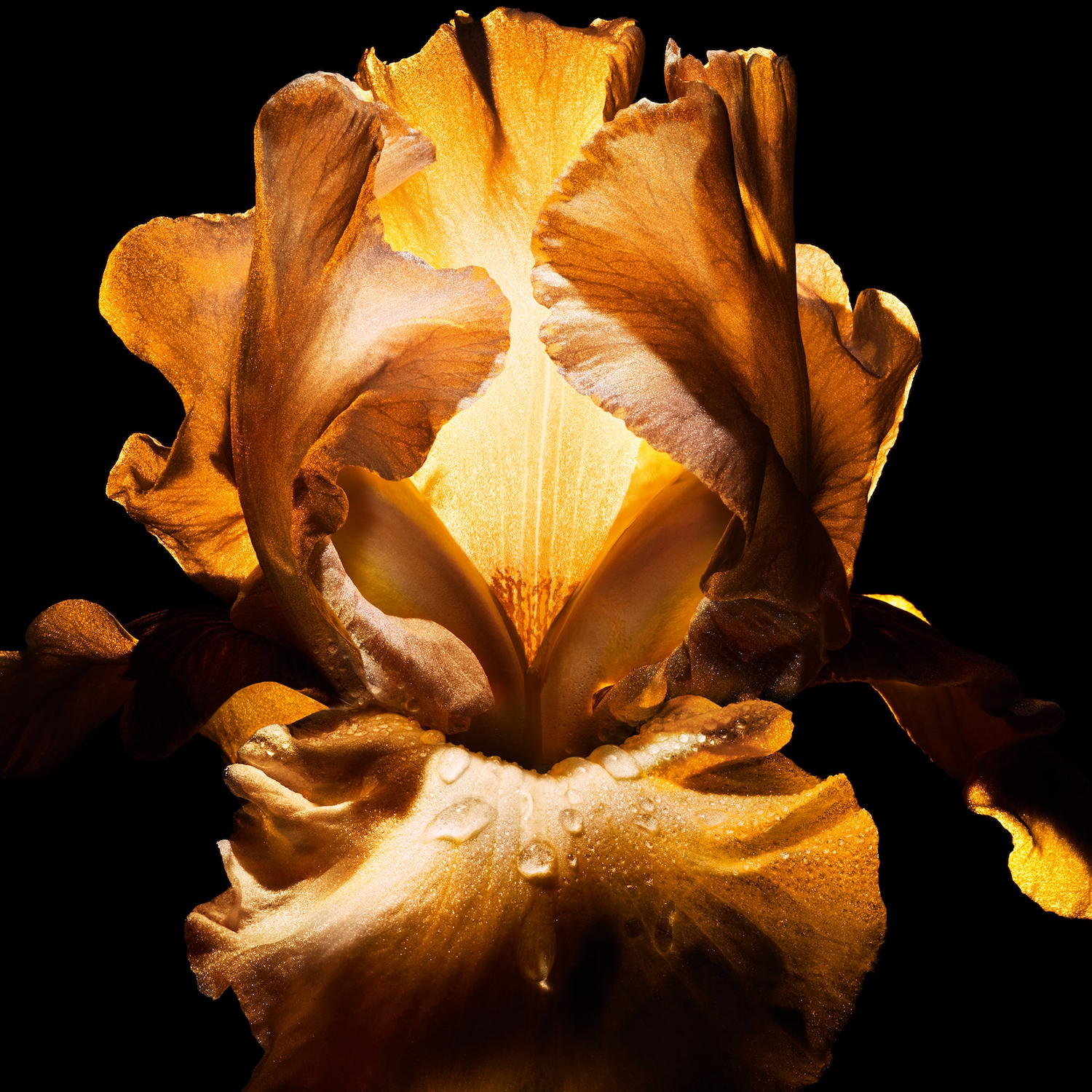 Nahaufnahme einer goldenen Irisblüte mit Wassertropfen auf den Blütenblättern vor einem schwarzen Hintergrund.