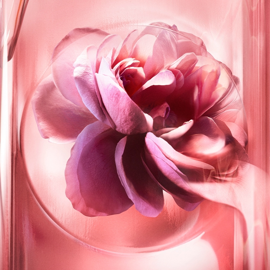 Nahaufnahme einer rosa Rose in einer transparenten Flüssigkeit, die ein Gefühl von Reinheit und natürlicher Schönheit vermittelt.