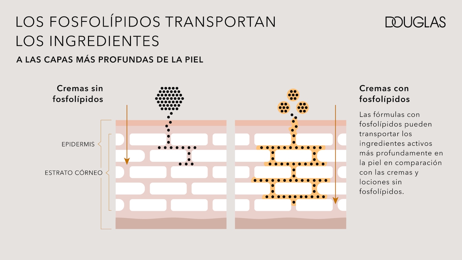 Los fosfolípidos transportan los ingredientes a las capas más profundas de la piel, mostrando cómo las cremas con fosfolípidos penetran más que las cremas sin fosfolípidos, según Douglas.