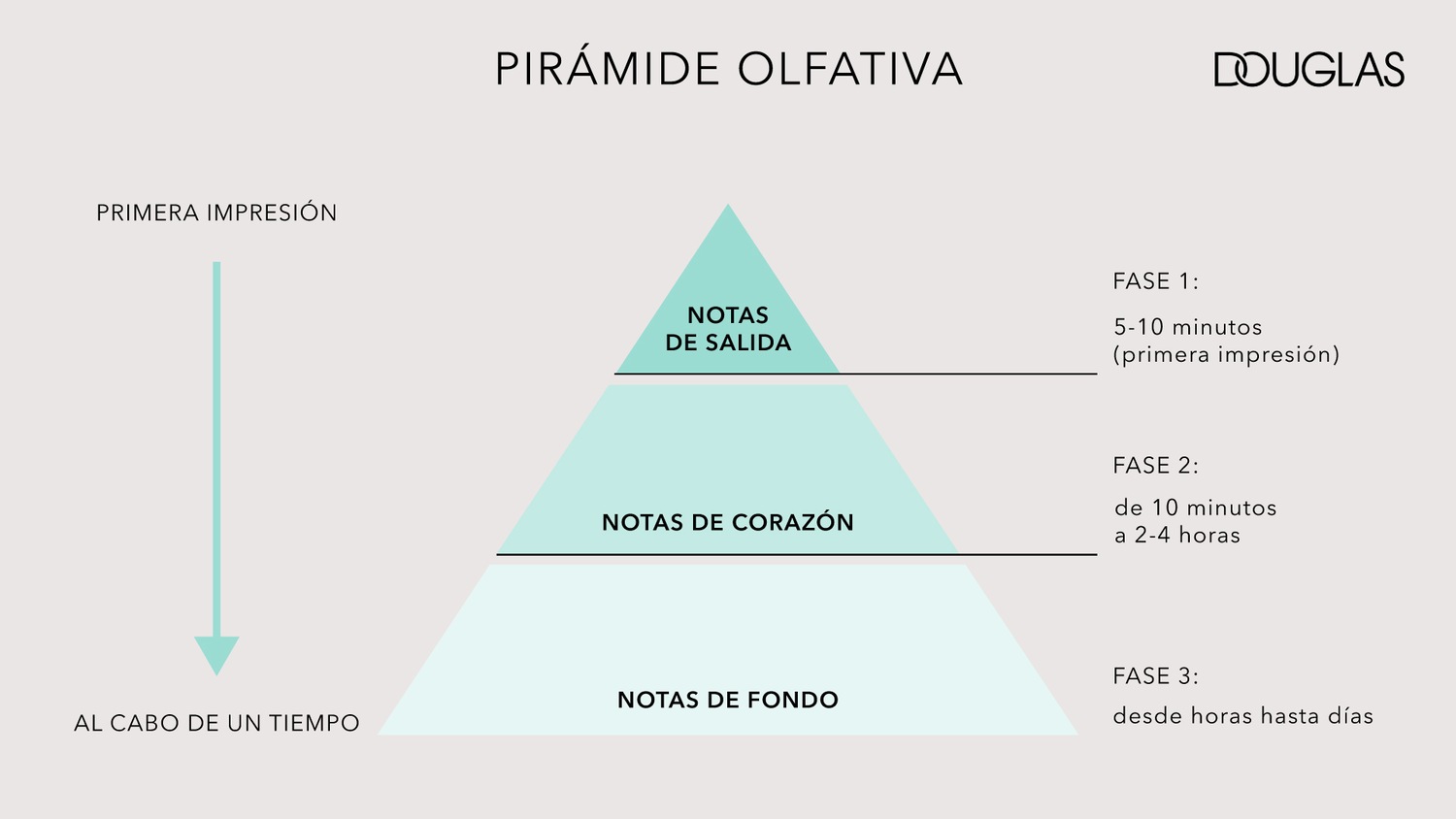 Pirámide olfativa de Douglas que muestra las notas de salida, corazón y fondo de una fragancia, desde la primera impresión hasta su duración a lo largo del tiempo.