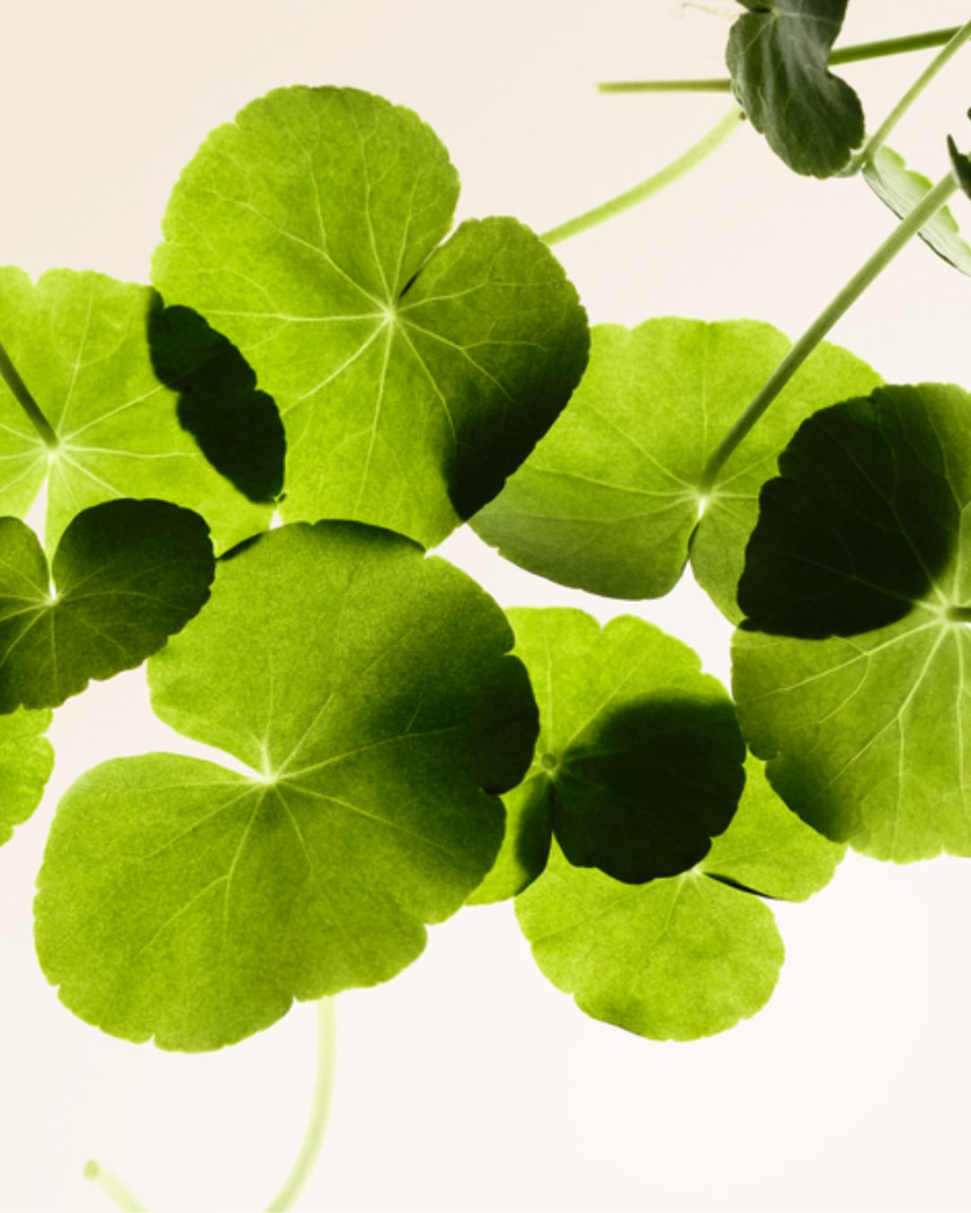 Des feuilles vertes de Gotu Kola, également connues sous le nom de Centella Asiatica, sont mises en valeur sur un fond blanc, soulignant leur forme arrondie et leurs nervures distinctes.