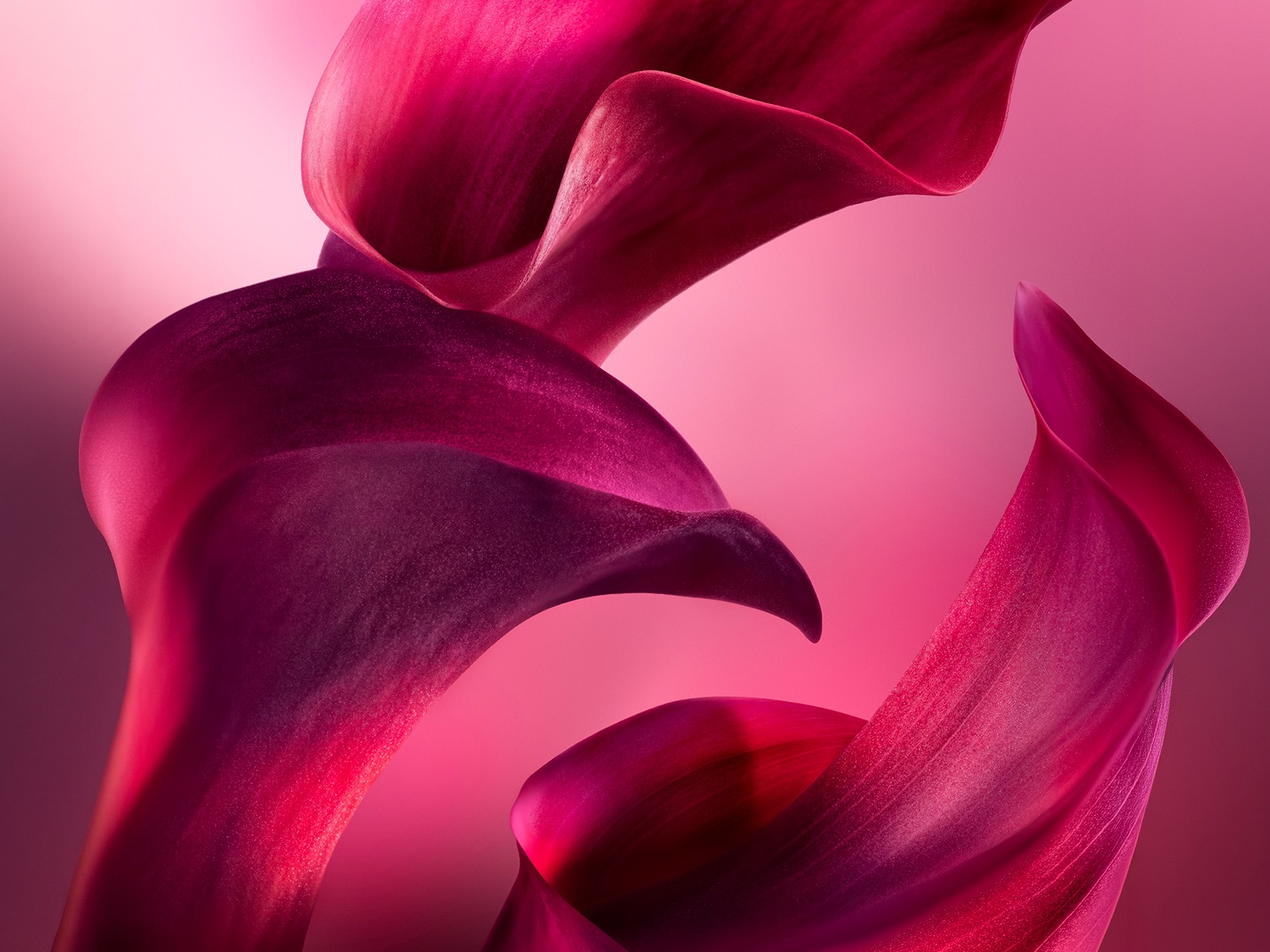 Een close-up van drie dieproze tot fuchsia-kleurige bloemblaadjes die sierlijk over elkaar heen vallen, met een zachte roze achtergrond die een dromerige sfeer creëert.