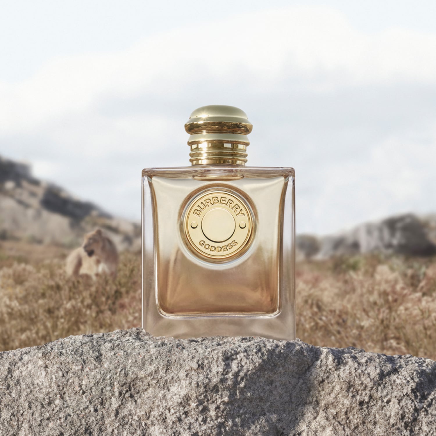 Parfém Burberry Goddess v hranaté skleněné lahvičce se zlatým uzávěrem a kulatým zlatým štítkem s nápisem "Burberry Goddess" stojí na šedé skále s rozmazaným pozadím savany a lva.